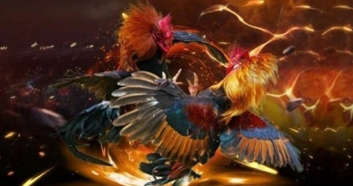 Những điều cần lưu ý khi tham gia đá gà trực tiếp tại FB88