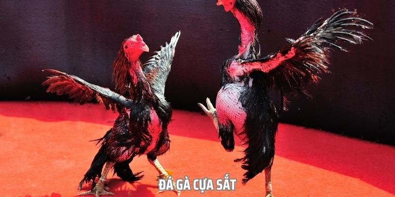 Đá gà cựa sắt là một hình thức giải trí phổ biến tại Việt Nam