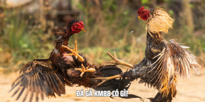 Đá gà km88 là một trong những sân chơi giải trí của các kê thủ Việt Nam