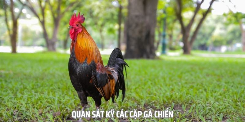 Quan sát kỹ lưỡng các con gà chiến sẽ giúp bạn có cái nhìn bao quát hơn
