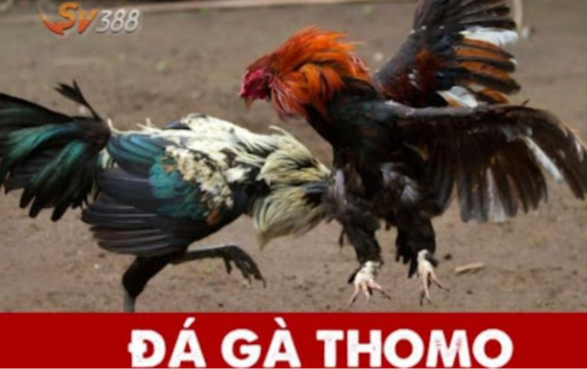 Kinh nghiệm xem và đặt cược đá gà Thomo