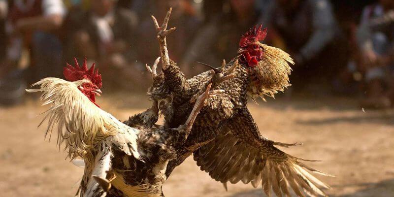 Tìm Hiểu Về Gà Chọi và Nguồn Gốc Của Chúng