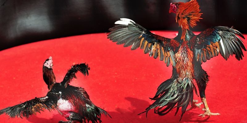 Các Kỹ Thuật Huấn Luyện Gà Chọi Xuất Sắc