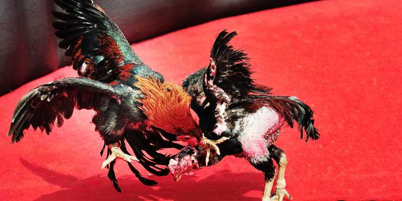 Cạnh tranh đá gà và những trải nghiệm đáng nhớ