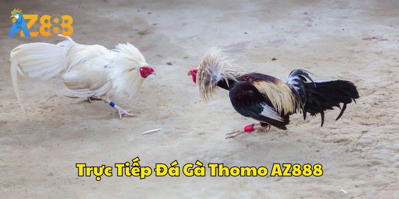 Trực tiếp đá gà Thomo tại AZ888