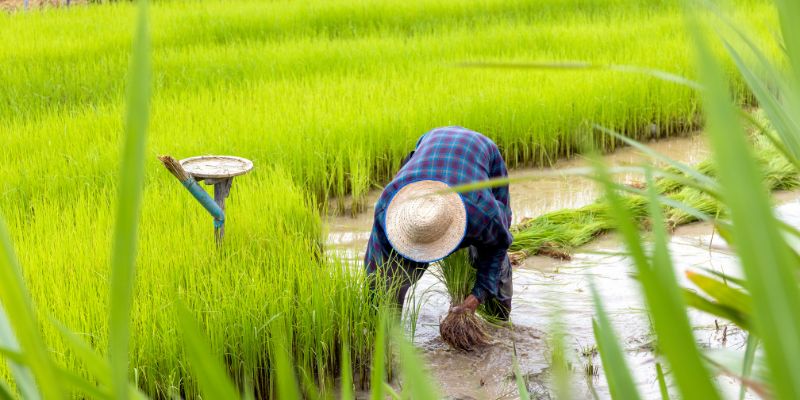 Các Con Số May Mắn Liên Quan Đến Giấc Mơ Cấy Lúa