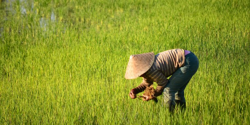 Khám Phá Ý Nghĩa của Giấc Mơ Thấy Cấy Lúa