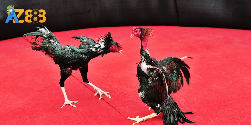 Quá trình diễn ra trận chọi gà Thomo trên nhà cái AZ888