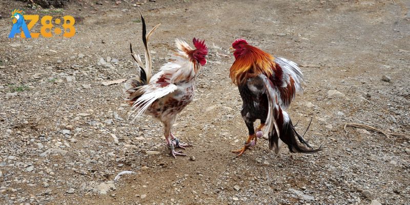 Trực tiếp đá gà Thomo AZ888 cựa dao