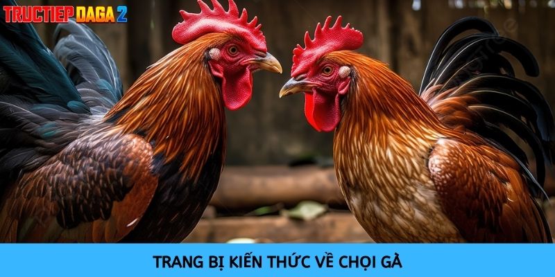 Cần trang bị kiến thức cơ bản về gà chọi