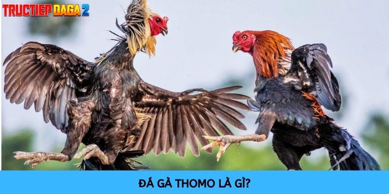 Đá gà Thomo là hình thức cược chuyên nghiệp thu hút nhiều người tham gia