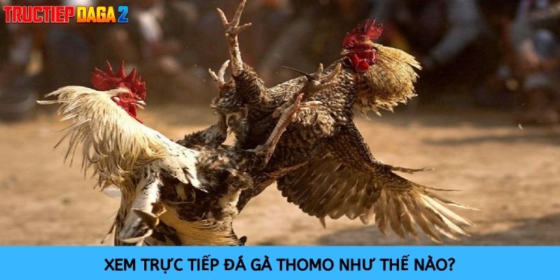 Cách thức xem trực tiếp đá gà Thomo đơn giản và dễ dàng