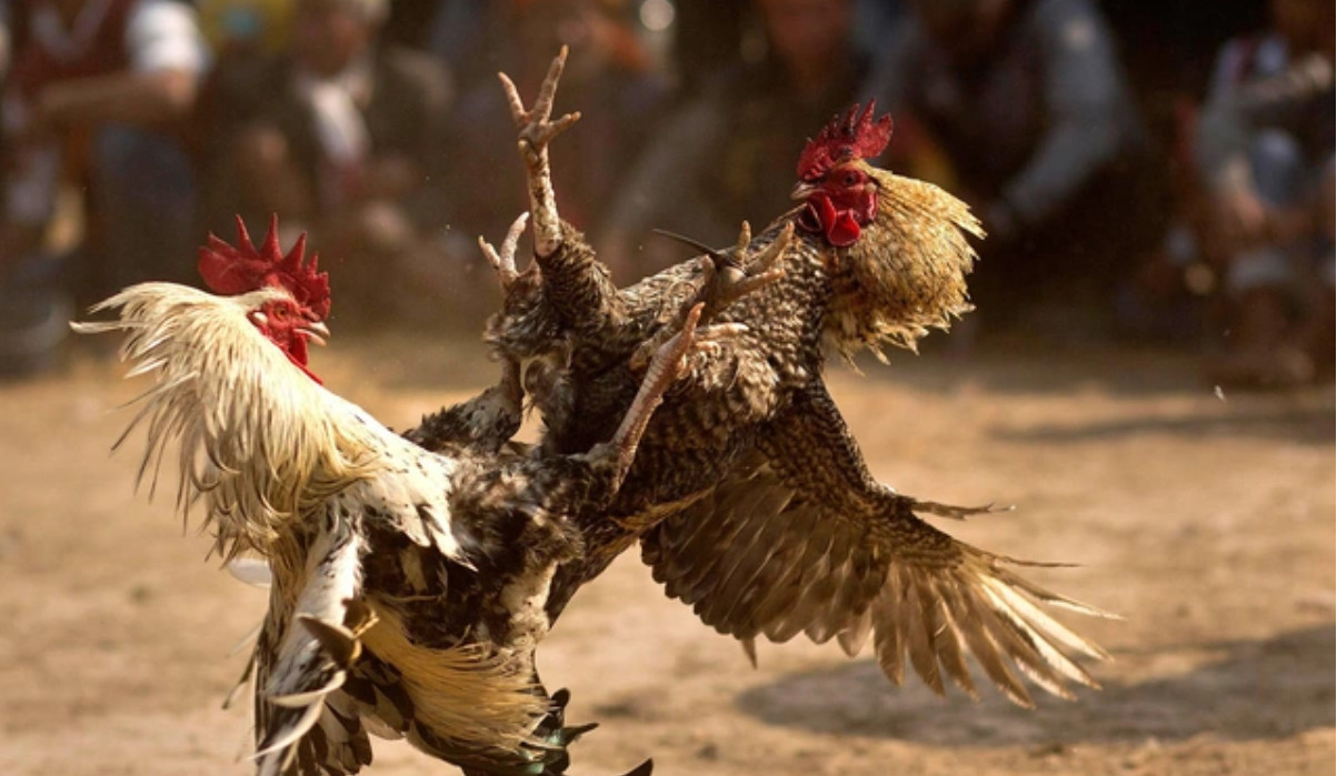 Phân Tích Kết Quả Đá Gà Winvn