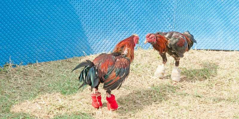 Tác Động Của Gà Chiến Đến Văn Hóa Xã Hội