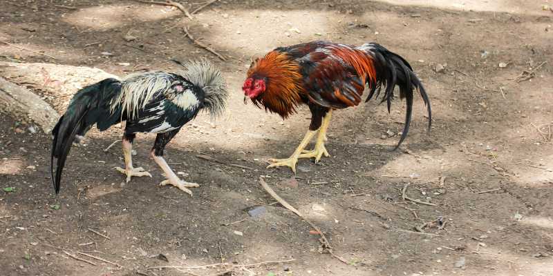 Khám Phá Thế Giới Đằng Sau Gà Chiến