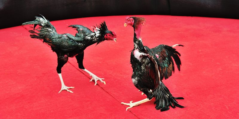 Đặc Điểm Nổi Bật Của Gà Chọi Siêu Đẳng