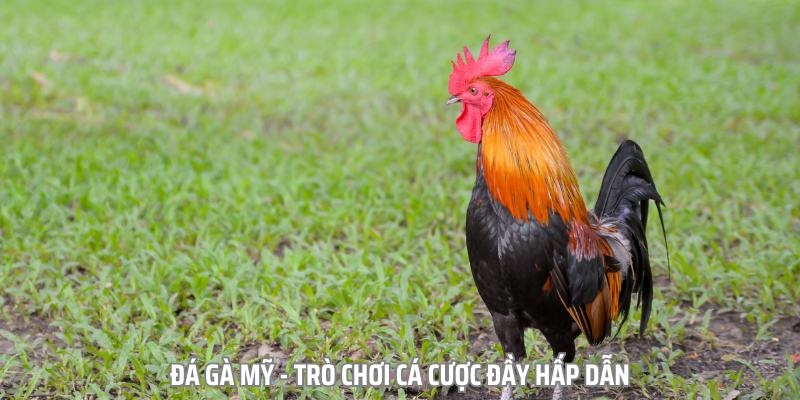 Giới thiệu hình thức chơi đá gà Mỹ