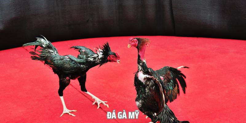 Đá Gà Mỹ