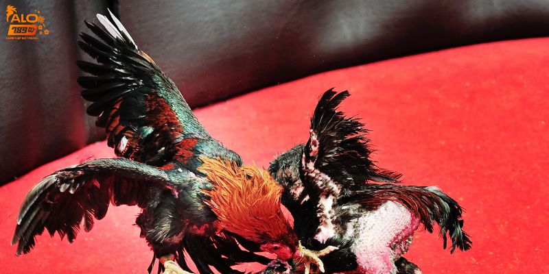 Trải nghiệm đá gà quốc tế với nhiều tính năng ưu việt