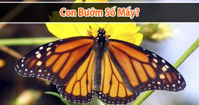 Lưu ý với con bướm số mấy khi chơi lô đề