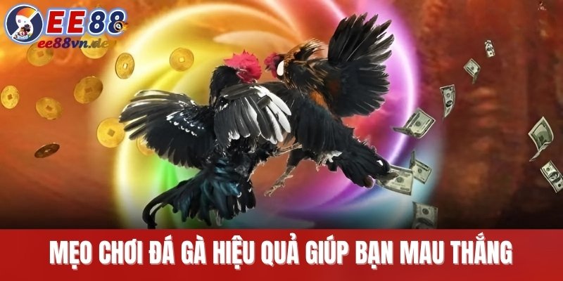 Mẹo chơi đá gà hiệu quả giúp bạn mau thắng