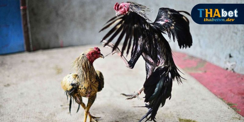 Mẹo nhận diện gà đá tốt chuẩn qua ngoại hình