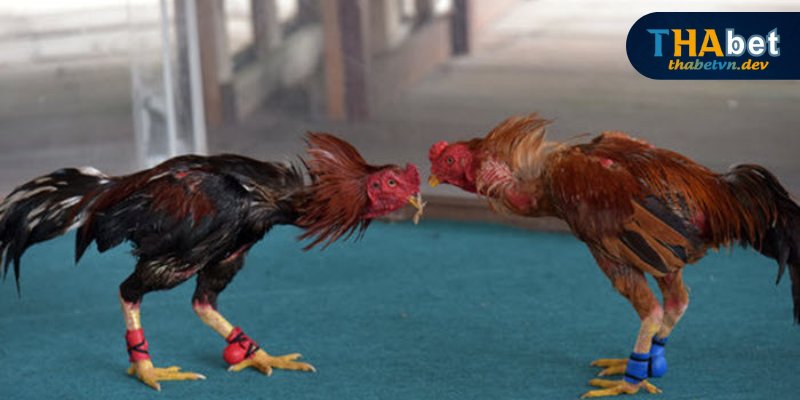 Nhận diện gà tốt qua vảy