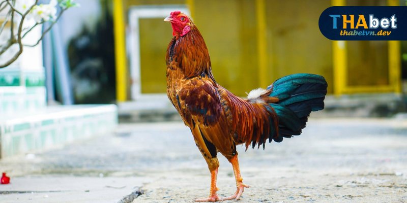 Chú ý chọn giống kê chiến có gốc tốt