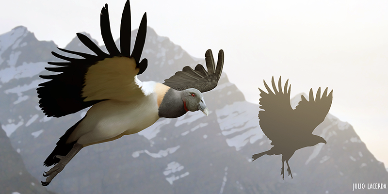 Cách Giải Mộng Cho Giấc Mơ Thấy Chim Bay Vào Nhà