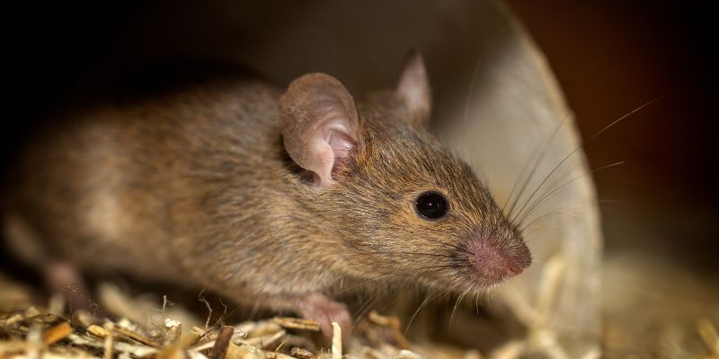 Giấc mơ về chuột - Ý nghĩa và biểu tượng