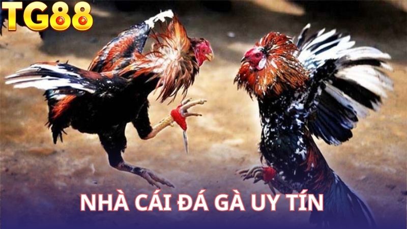 Top 5 Nhà Cái Đá Gà Uy Tín