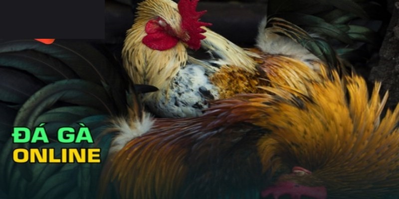 Những hình thức đá gà tại Vin777 – đa dạng, hấp dẫn, không lo nhàm chán