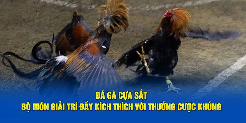 Các điều cần biết về đá gà cựa sắt tại nhà cái Thabet