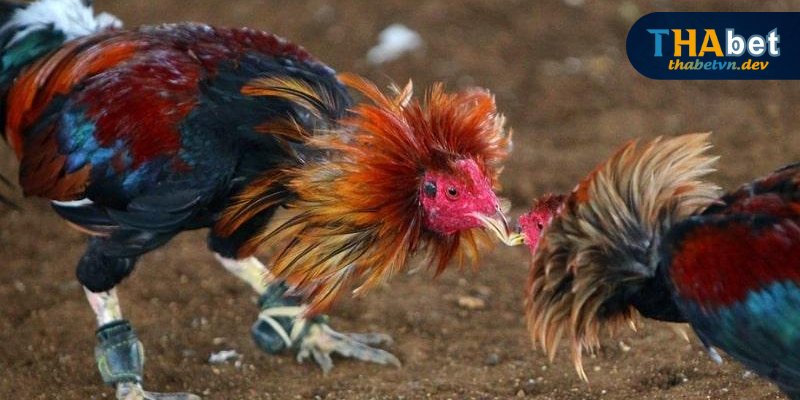 Xem tướng kê cũng nhận diện gà đá hay