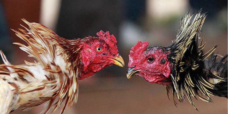 Có đa dạng các loại hình cược tại Đá gà Siu88