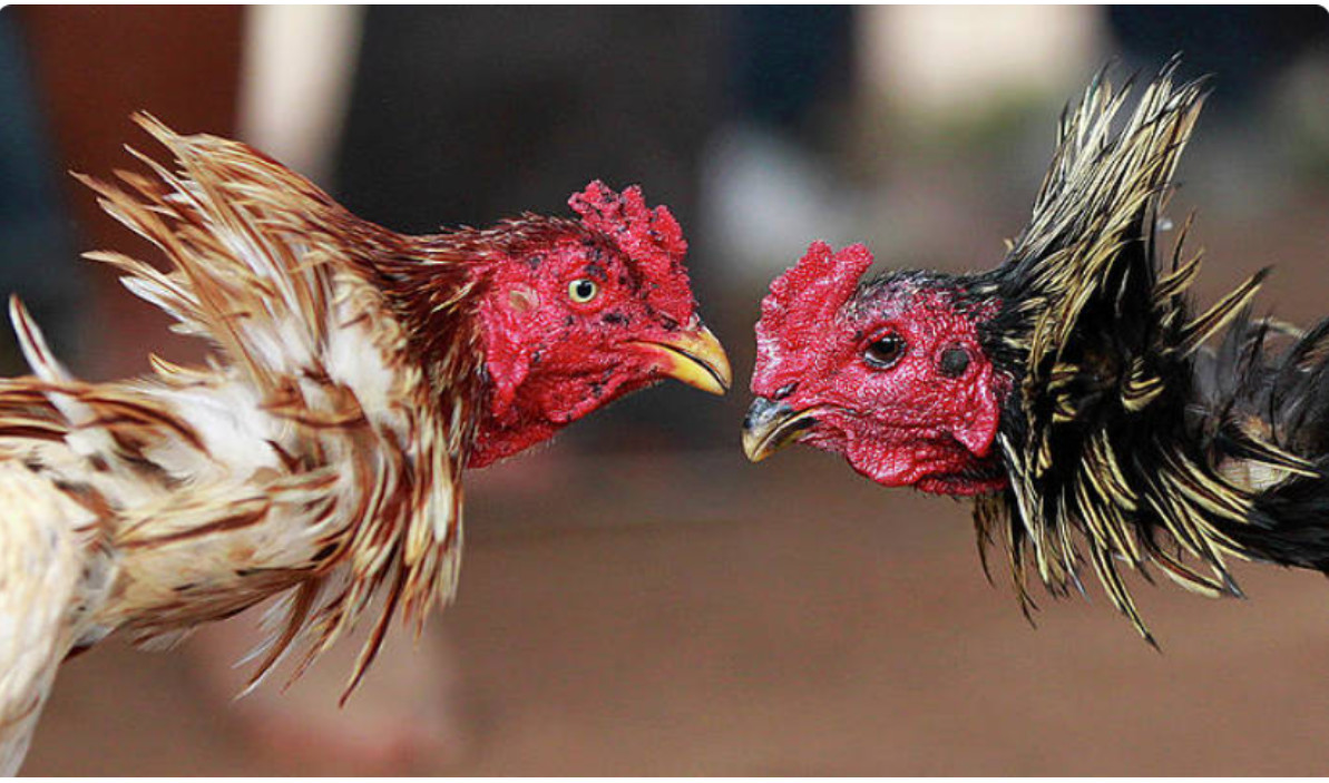 Hướng dẫn tham gia đá gà Campuchia tại 368Bet