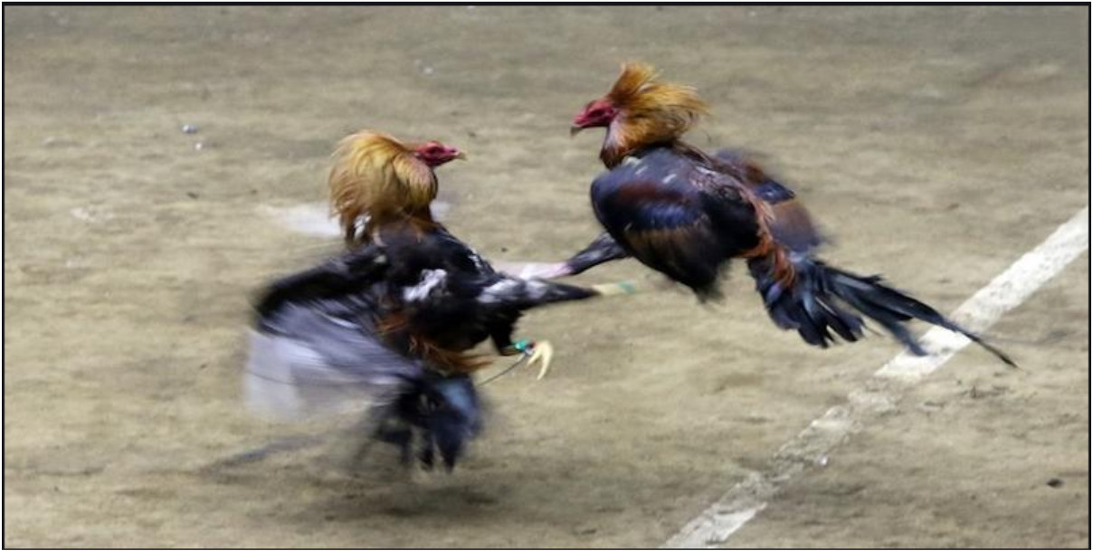 Các Hình Thức Đá Gà Thomo Trực Tiếp Phổ Biến