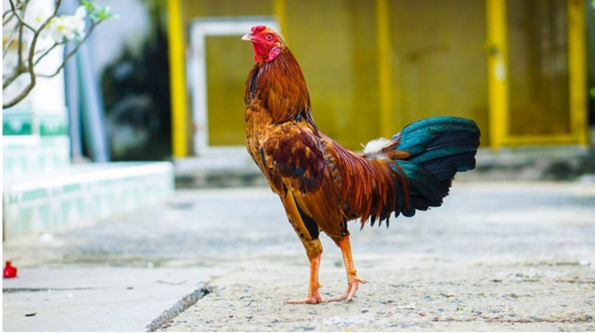 Khám Phá Thế Giới Đá Gà Đỉnh Cao Tại Ga6789