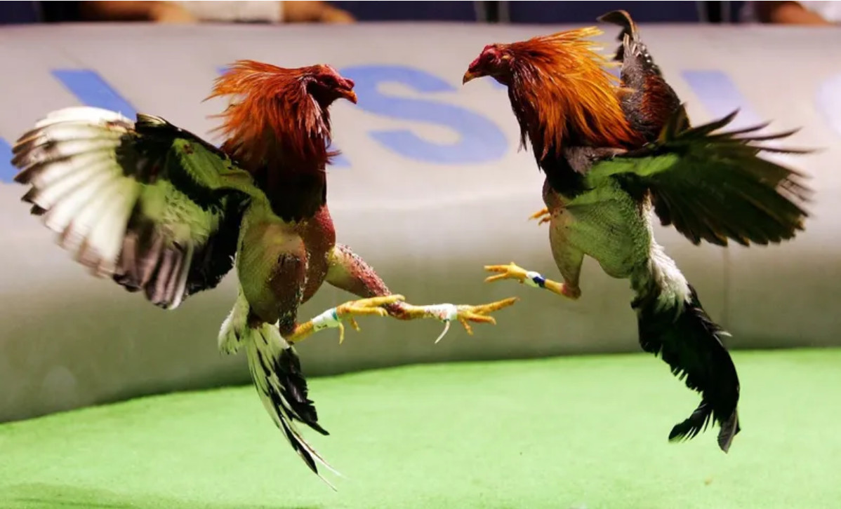 Sân chơi cá cược hấp dẫn