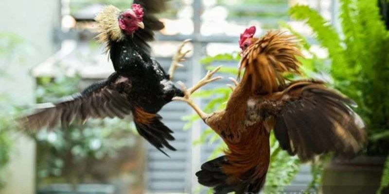 Đôi nét về sảnh cược đá gà Siu88