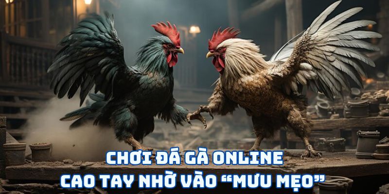 Chơi đá gà online cao tay nhờ vào “mưu mẹo” 