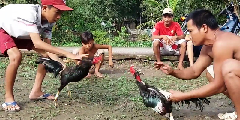 Hai dòng đá gà miền Tây nổi tiếng ở ALO789