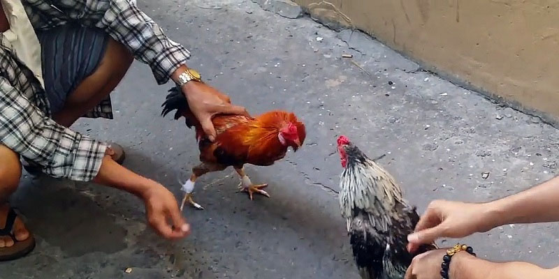 Nguồn gốc của dòng đá gà miền Tây từ đâu?