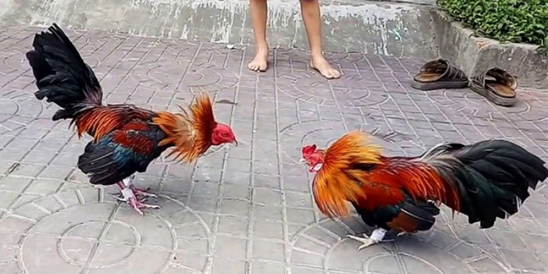 Phương pháp chăm sóc gà chọi tốt để chiến đấu