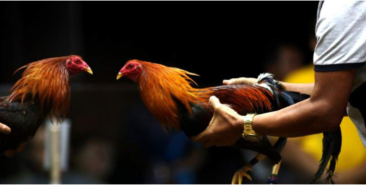 Sơ lược về đá gà cựa sắt trên nền tảng TK88