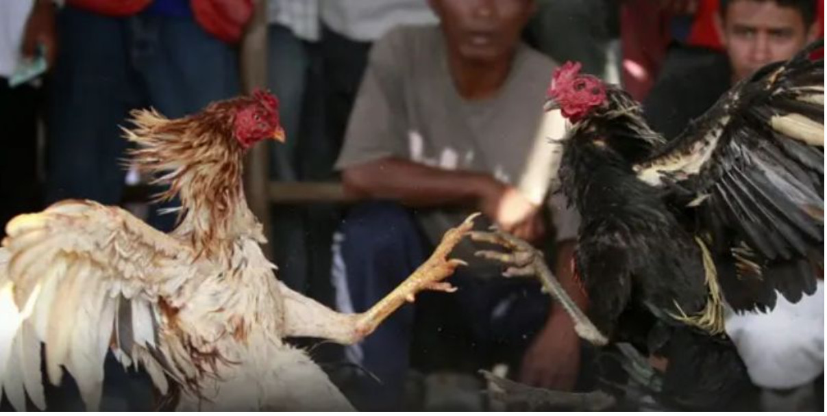 Cái nhìn chiến thuật từ góc độ sư kê