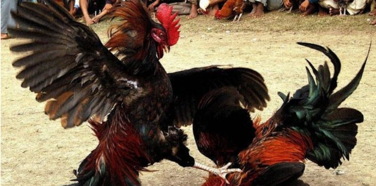 TK88 – điểm đến tin cậy cho những ai đam mê chọi kê