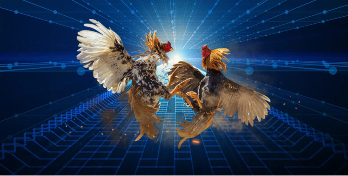 Tổng quan về đá gà AE888