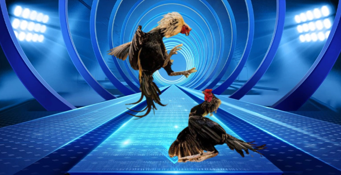 Các loại hình đá gà tại AE888