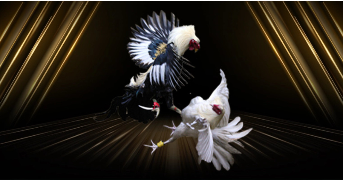 Những lưu ý khi tham gia đá gà AE888